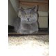 Britisch Kurzhaarkatze - Kater