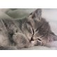 Britisch Kurzhaarkatze - Kater