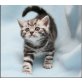 Britisch Kurzhaarkatze - Kater