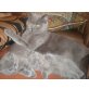 Britisch Kurzhaarkatze - Kater