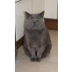 Britisch Kurzhaarkatze - Kater