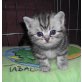 Britisch Kurzhaarkatze - Kater