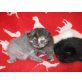 Britisch Kurzhaarkatze - Kater