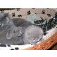 Britisch Kurzhaarkatze - Kater