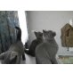 Britisch Kurzhaarkatze - Kater