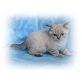 Britisch Kurzhaarkatze - Katze