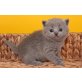 Britisch Kurzhaarkatze - Katze