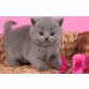 Britisch Kurzhaarkatze - Katze