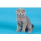 Britisch Kurzhaarkatze - Katze