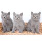 Britisch Kurzhaarkatze - Katze