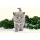 Britisch Kurzhaarkatze - Katze