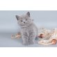 Britisch Kurzhaarkatze - Katze