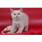 Britisch Kurzhaarkatze - Katze