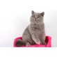 Britisch Kurzhaarkatze - Katze