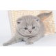 Britisch Kurzhaarkatze - Katze