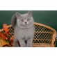 Britisch Kurzhaarkatze - Katze