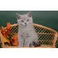Britisch Kurzhaarkatze - Katze
