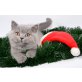 Britisch Kurzhaarkatze - Katze