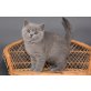 Britisch Kurzhaarkatze - Katze