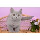 Britisch Kurzhaarkatze - Katze