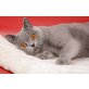 Britisch Kurzhaarkatze - Katze