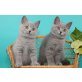 Britisch Kurzhaarkatze - Katze