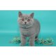 Britisch Kurzhaarkatze - Katze