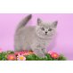 Britisch Kurzhaarkatze - Katze