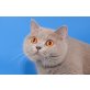 Britisch Kurzhaarkatze - Katze