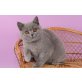 Britisch Kurzhaarkatze - Katze