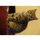 Britisch Kurzhaarkatze - Katze