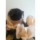 Britisch Kurzhaarkatze - Katze