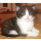 Britisch Kurzhaarkatze - Katze