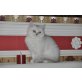 Britisch Kurzhaarkatze - Katze
