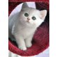 Britisch Kurzhaarkatze - Katze
