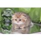 Britisch Kurzhaarkatze - Katze