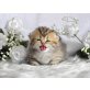 Britisch Kurzhaarkatze - Katze