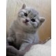 Britisch Kurzhaarkatze - Katze