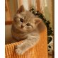 Britisch Kurzhaarkatze - Katze