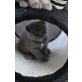 Britisch Kurzhaarkatze - Katze