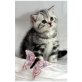 Britisch Kurzhaarkatze - Katze