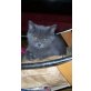 Britisch Kurzhaarkatze - Katze