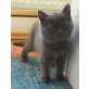 Britisch Kurzhaarkatze - Katze