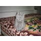 Britisch Kurzhaarkatze - Katze