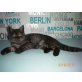 Britisch Kurzhaarkatze - Katze