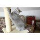 Britisch Kurzhaarkatze - Katze