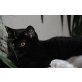 Britisch Kurzhaarkatze - Katze