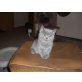 Britisch Kurzhaarkatze - Katze