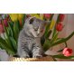Britisch Kurzhaarkatze - Katze