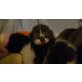 Britisch Kurzhaarkatze - Katze